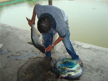 "Cần thủ" ra chiêu vét cá, chủ hồ xanh mặt